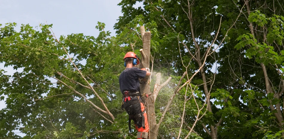 Canopy