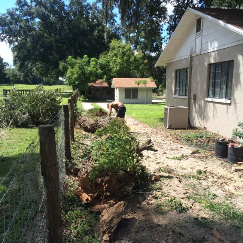 Emergency Tree Removal