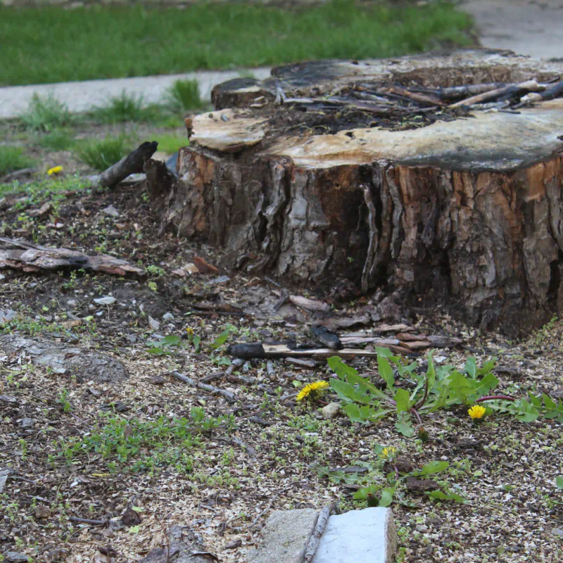 Stump Grinding