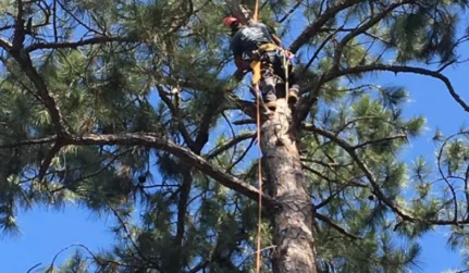 Tree Removal