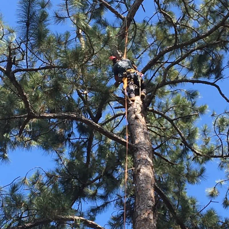 Tree Removal