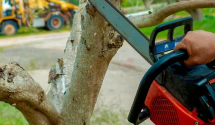 Tree Trimming