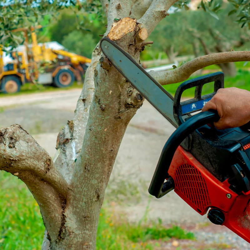 Tree Trimming